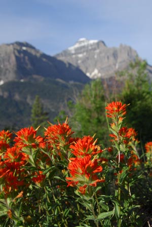 Indian Paintbrush along Going to the Sun Road