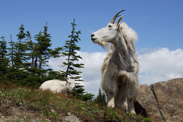Mountain goats in Glacier National Park