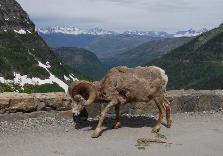 Bighorn sheep ram on Going-to-the-Sun Road